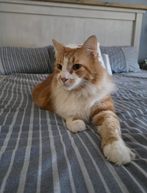 GARFIELD CL - Domestic Long Hair available for adoption