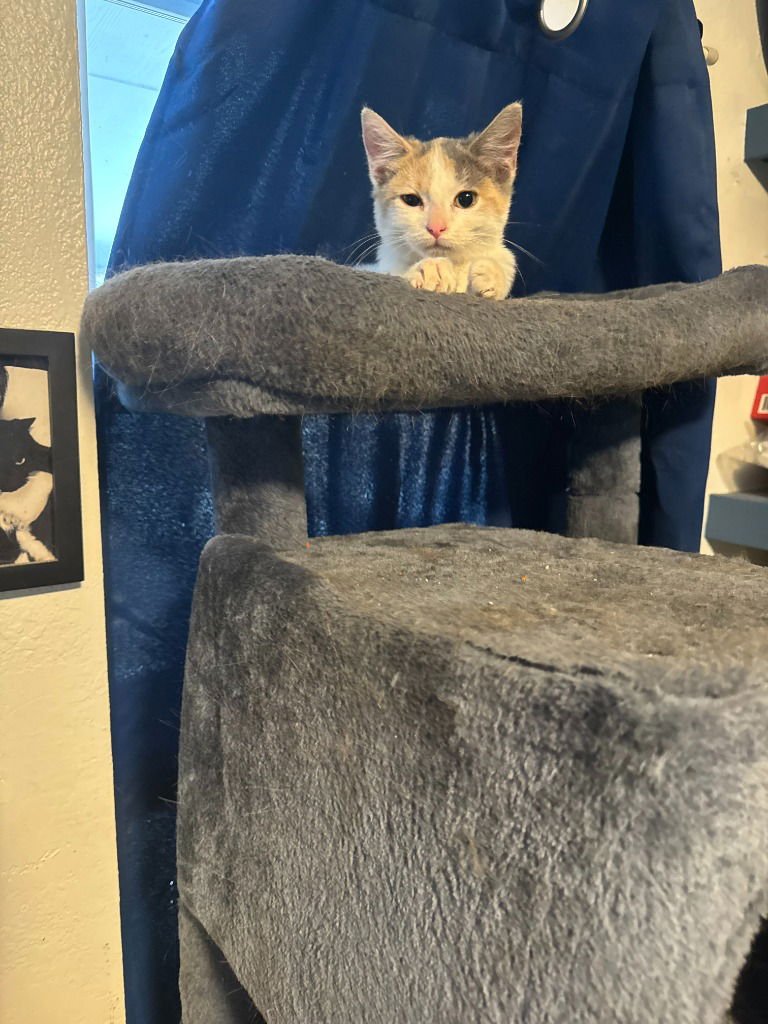 REESE - Calico available for adoption