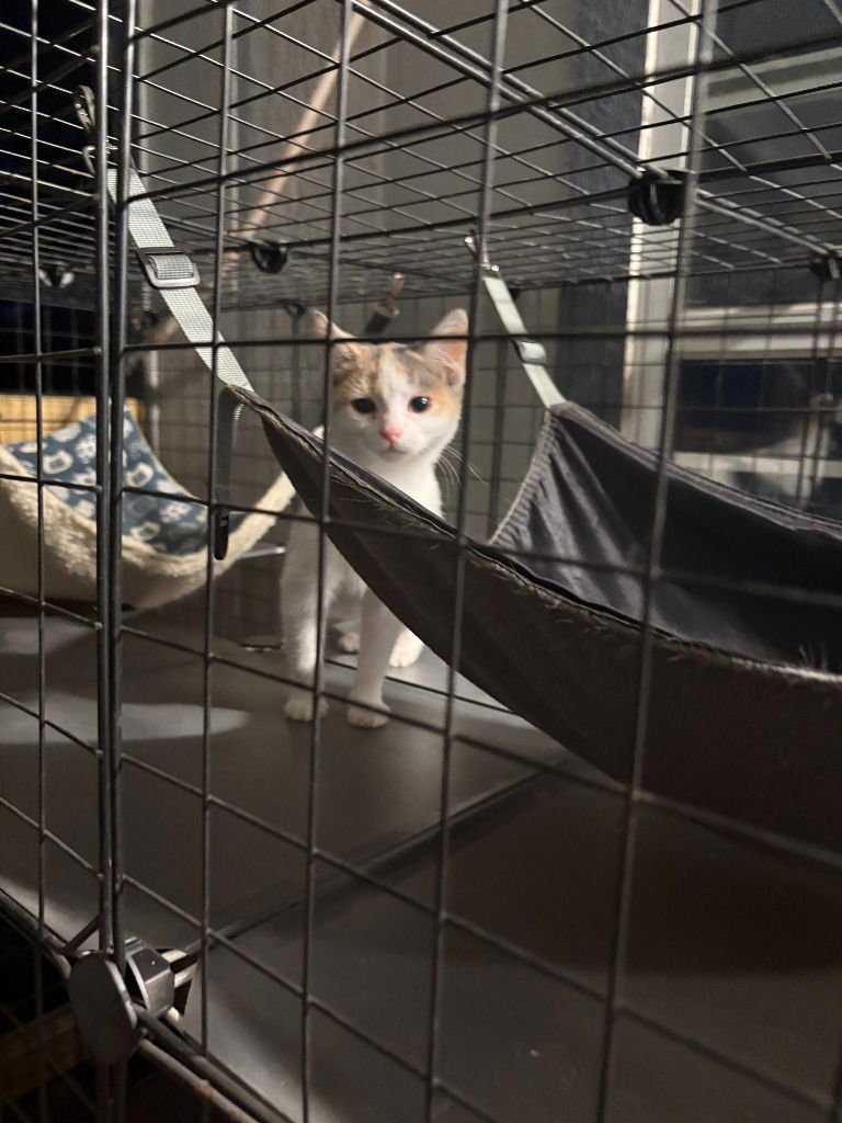 REESE - Calico available for adoption