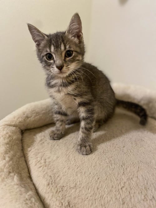 MERMISTA - Domestic Short Hair available for adoption