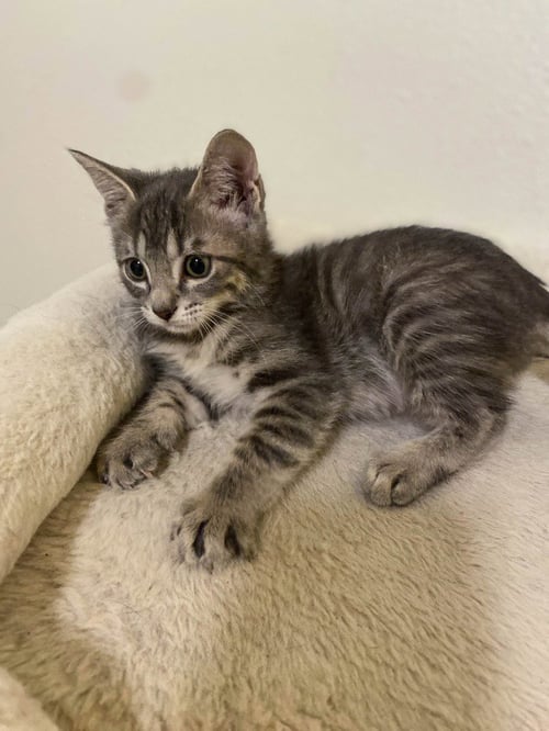 MERMISTA - Domestic Short Hair available for adoption