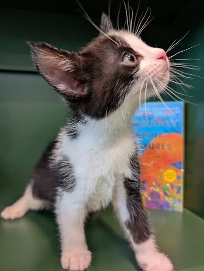 MARCELLUS - Domestic Short Hair available for adoption