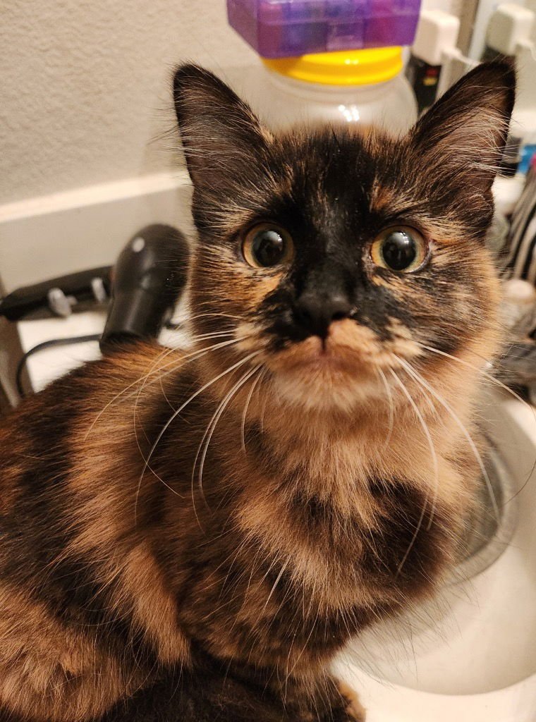 DUSTY - Domestic Short Hair / Domestic Long Hair available for adoption