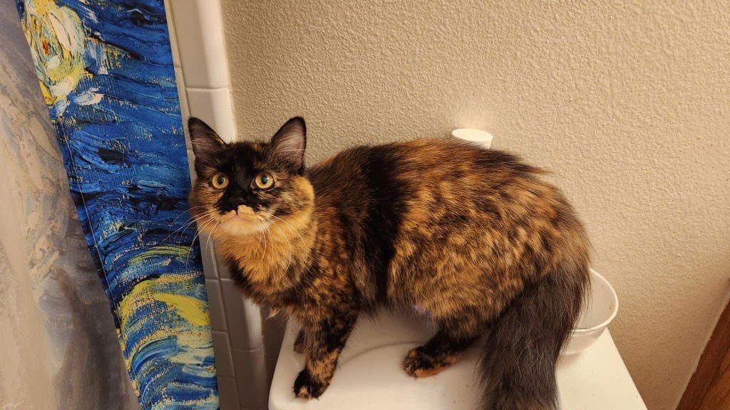 DUSTY - Domestic Short Hair / Domestic Long Hair available for adoption