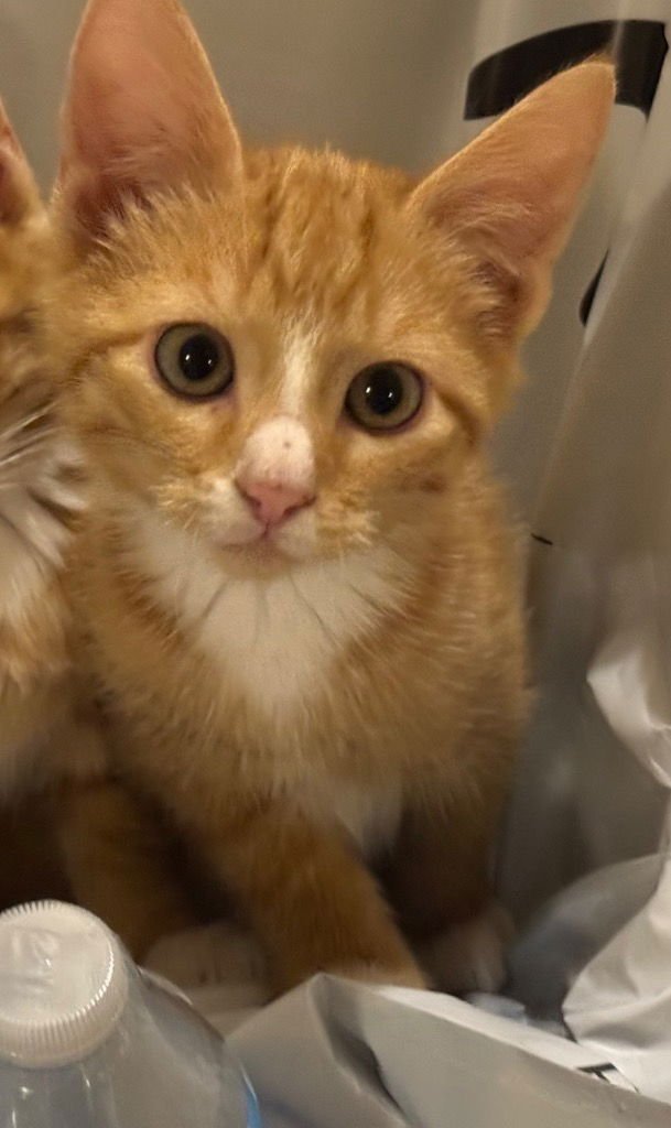 PEACH - Tabby available for adoption