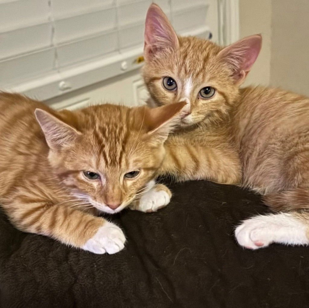 PEACH - Tabby available for adoption