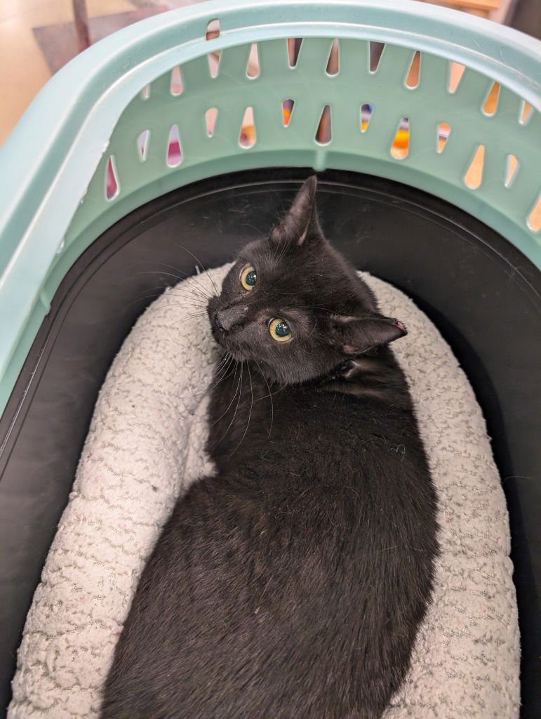 SHAKIRA - Domestic Short Hair available for adoption