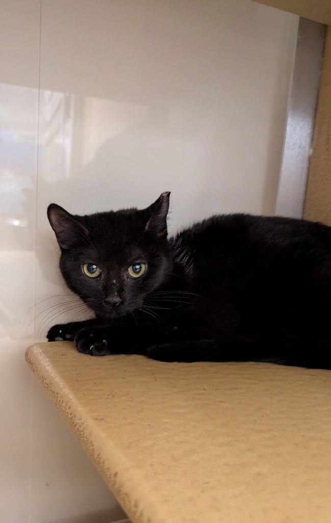 SHAKIRA - Domestic Short Hair available for adoption