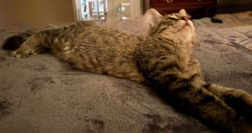 RUSTY - Tabby available for adoption