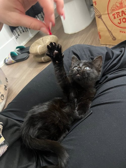 BOO - Domestic Short Hair available for adoption
