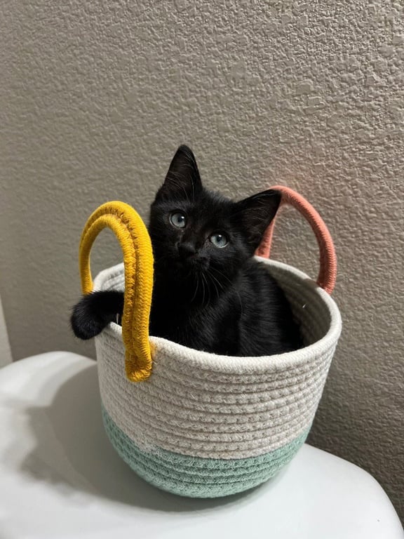 Boo Image