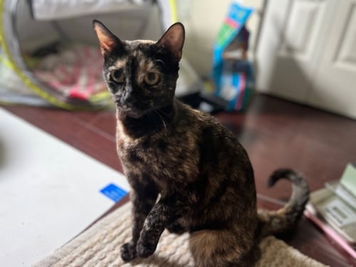 NIOSA - Domestic Short Hair available for adoption