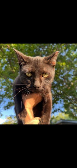 PEPPERCORN - Bombay available for adoption