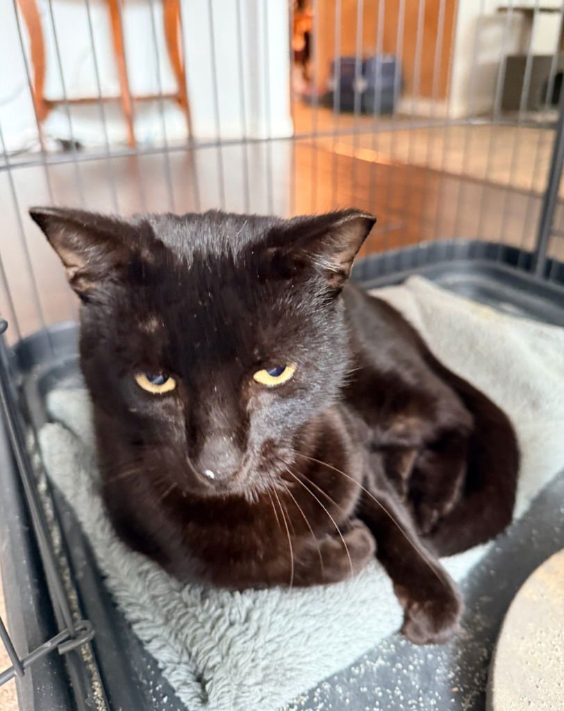 PEPPERCORN - Bombay available for adoption