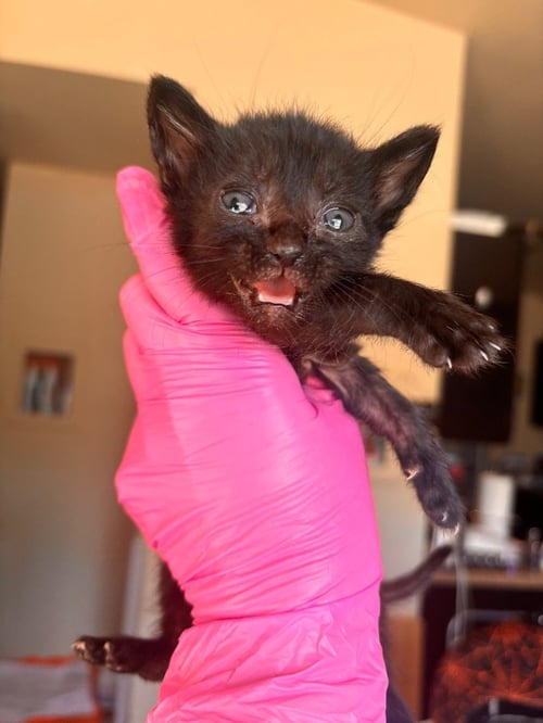 ESTEE BESTIE - Bombay available for adoption