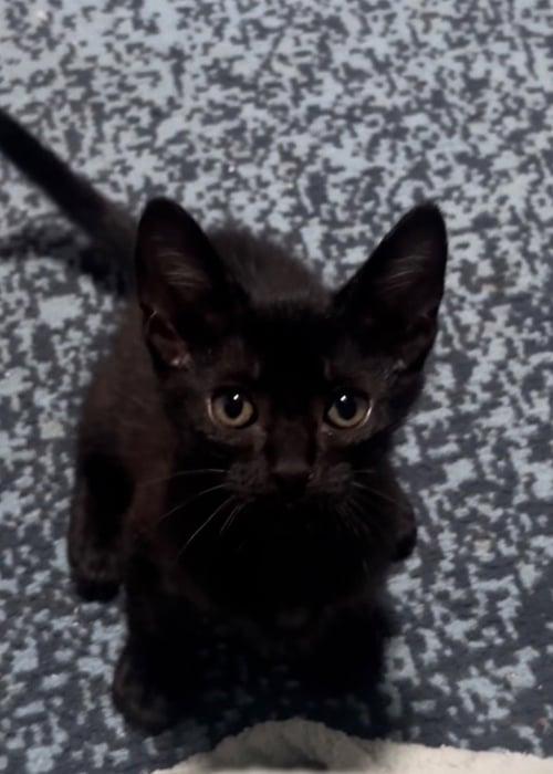 ESTEE BESTIE - Bombay available for adoption