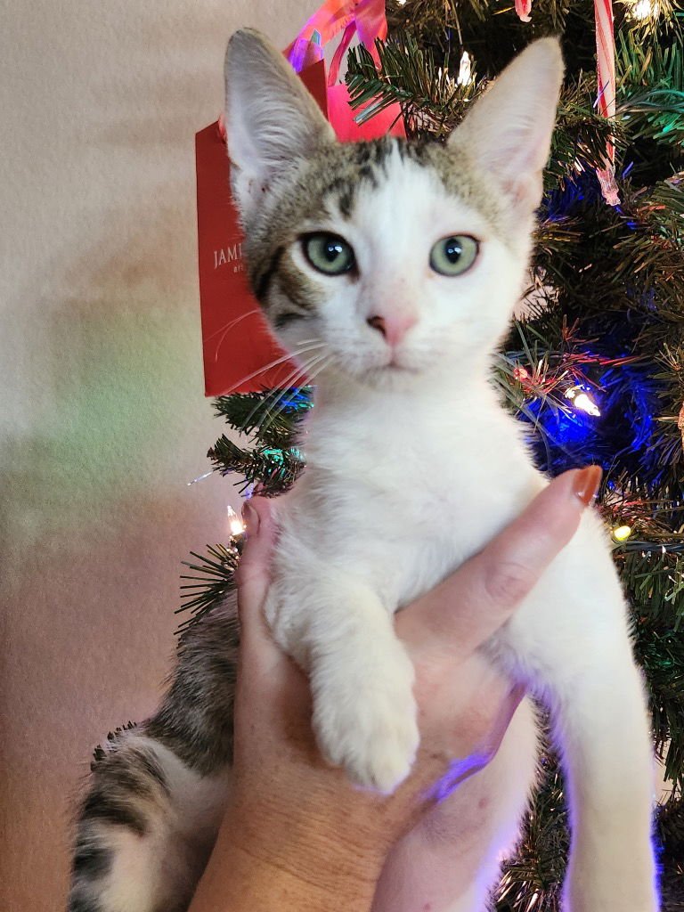 FIGGY PUDDING - Tabby available for adoption