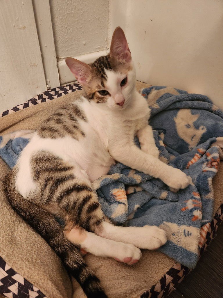 FIGGY PUDDING - Tabby available for adoption