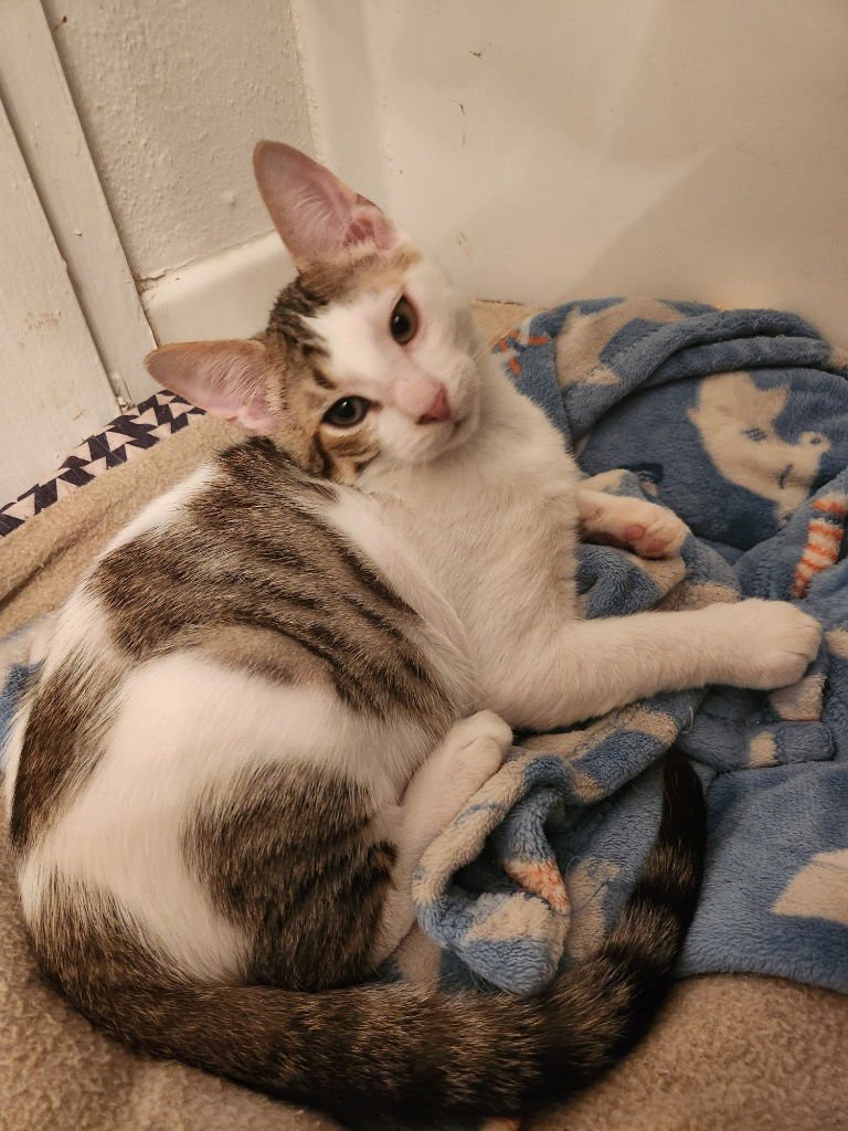 Figgy Pudding - Photo 3