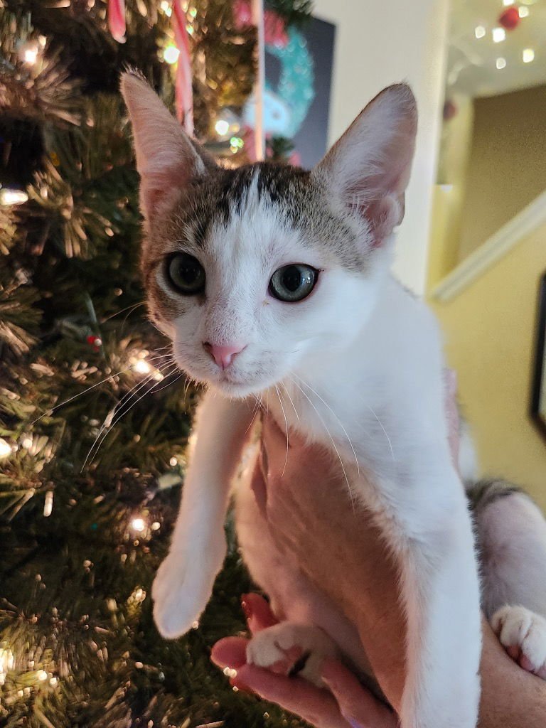 Figgy Pudding - Photo 4