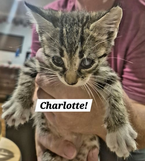 CHARLOTTE - Domestic Short Hair available for adoption