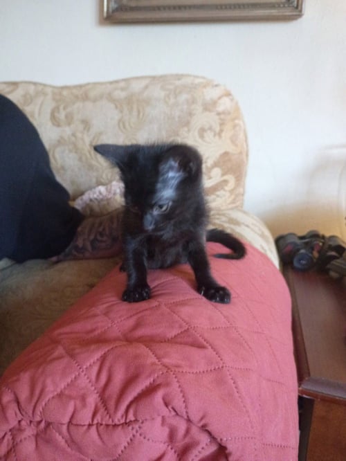 CHICO - Domestic Short Hair available for adoption