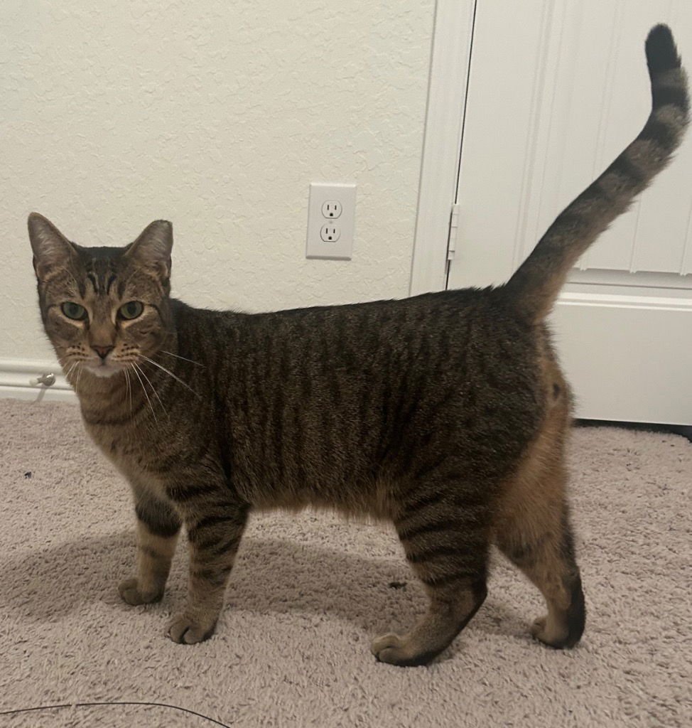 ANDREW - Tabby available for adoption