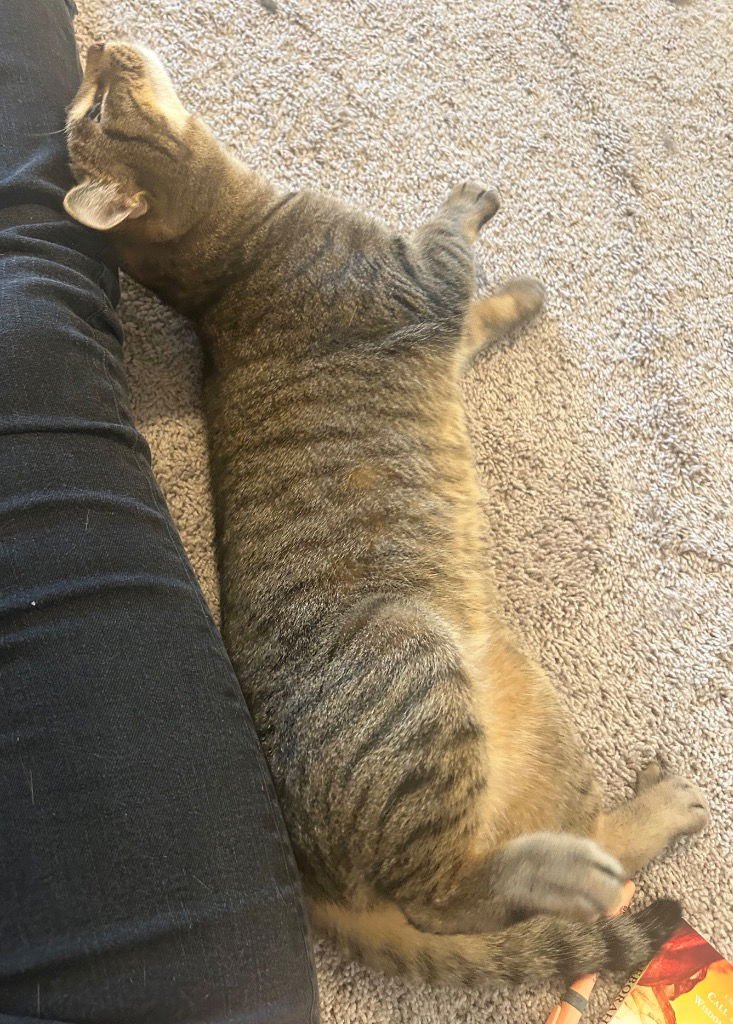 ANDREW - Tabby available for adoption