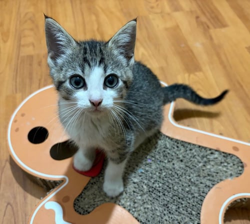 QUINCY - Tabby available for adoption