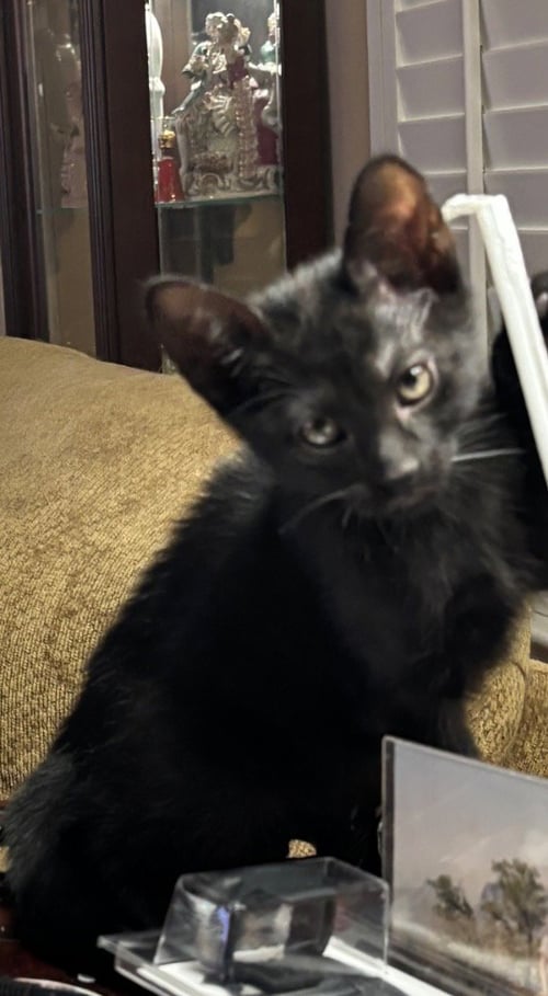 VIRGIL - Domestic Short Hair available for adoption