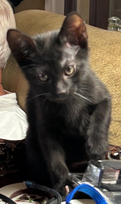 VIRGIL - Domestic Short Hair available for adoption