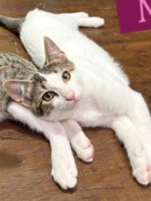 MIRA - Tabby available for adoption
