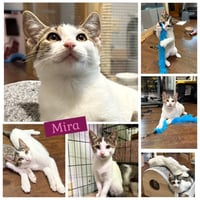 Mira - Photo 1