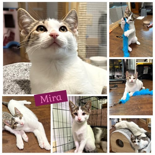 MIRA - Tabby available for adoption