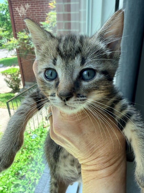 TYSON - Tabby available for adoption