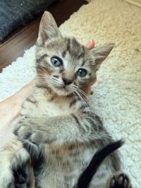 Tyson - Photo 2