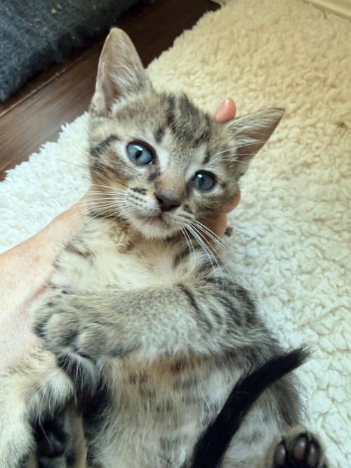 TYSON - Tabby available for adoption