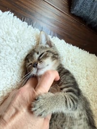 Tyson - Photo 3