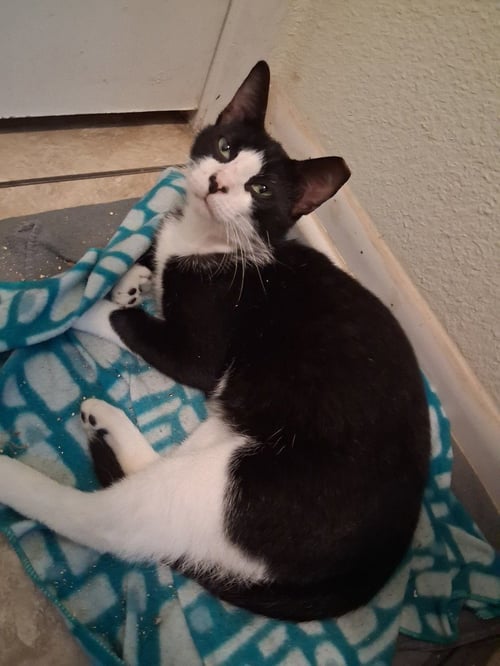 CHARLIE BOY - Domestic Short Hair available for adoption