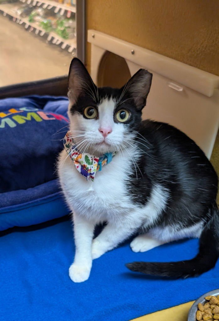 BAD BUNNY - Domestic Short Hair available for adoption