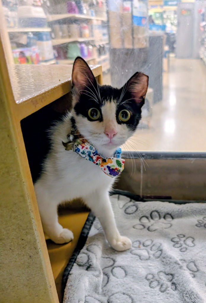 BAD BUNNY - Domestic Short Hair available for adoption