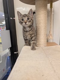 Kahlua - Photo 1