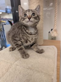 Kahlua - Photo 2