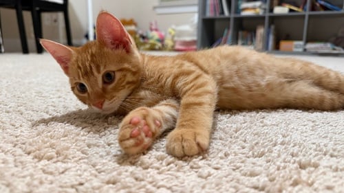 DRAGON - Domestic Short Hair available for adoption