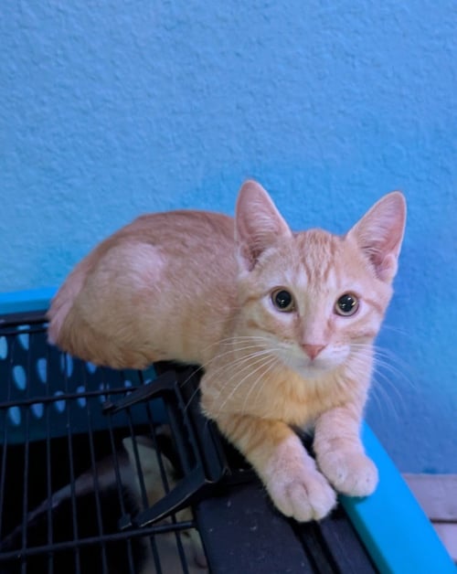 TRIPEL - Domestic Short Hair available for adoption