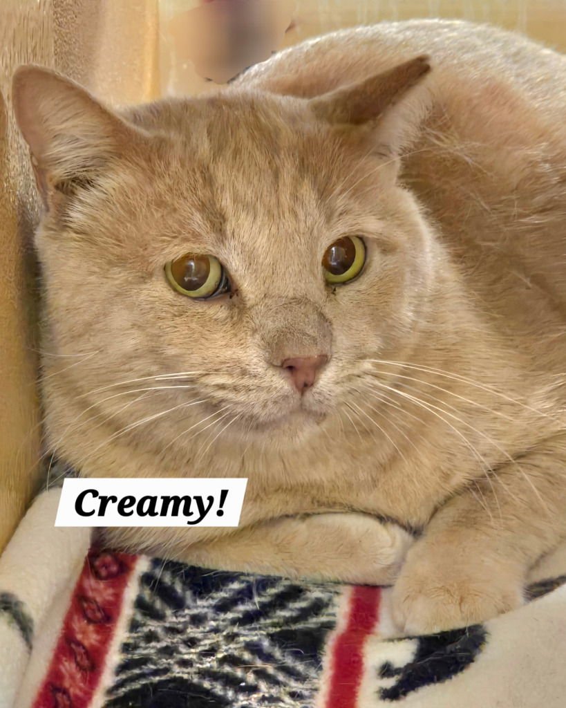 CREAMY - Domestic Short Hair / Tabby available for adoption
