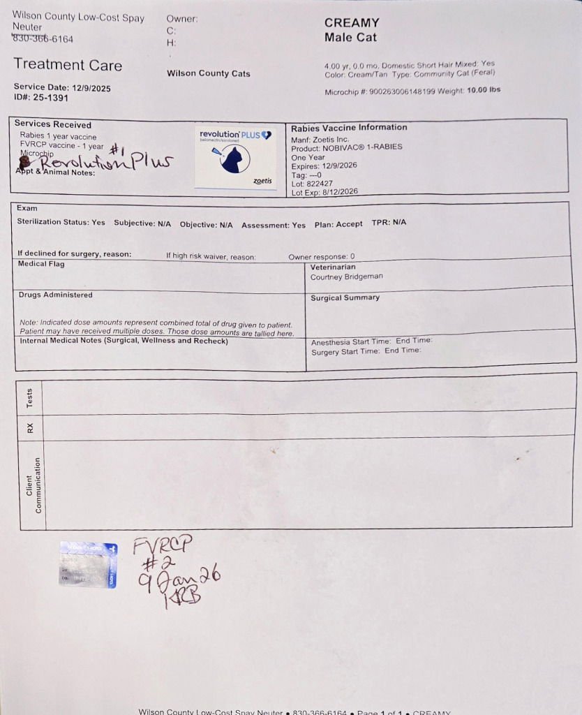 CREAMY - Domestic Short Hair / Tabby available for adoption