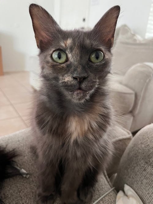 PIXIE - Domestic Medium Hair available for adoption