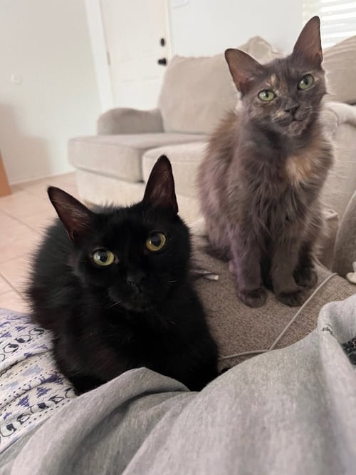 PIXIE - Domestic Medium Hair available for adoption