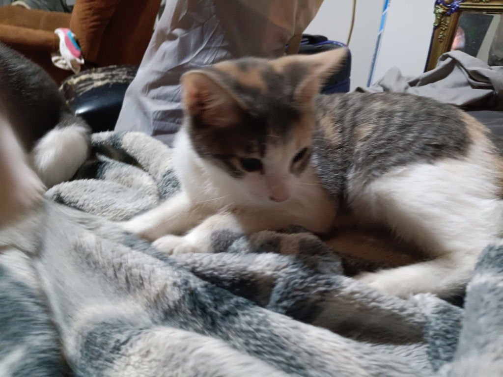 PRECIOUS - Domestic Short Hair available for adoption